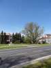 Javor stbrn