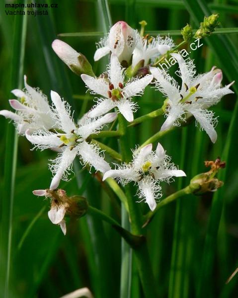 okno uzav�ete kliknut�m !