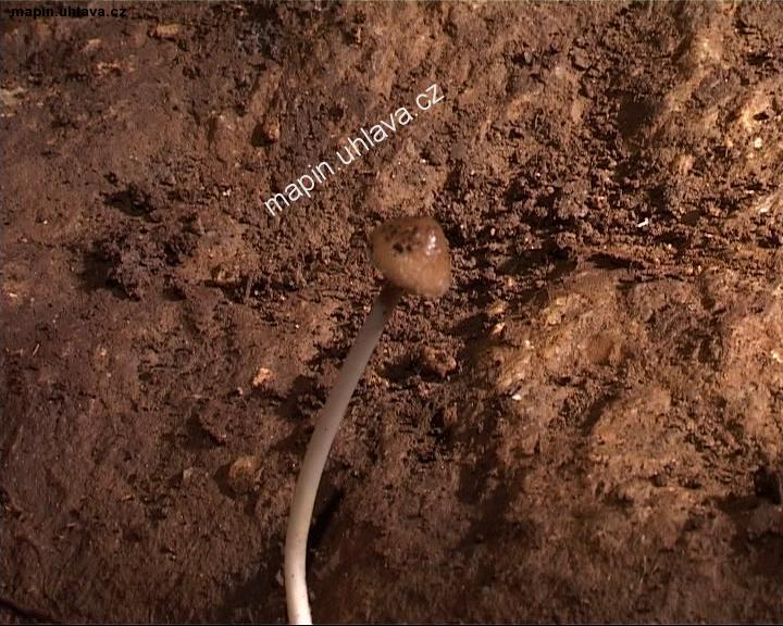 okno uzav�ete kliknut�m !