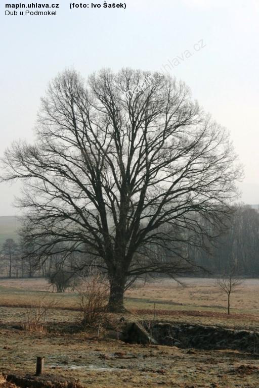 Ivo �a�ek