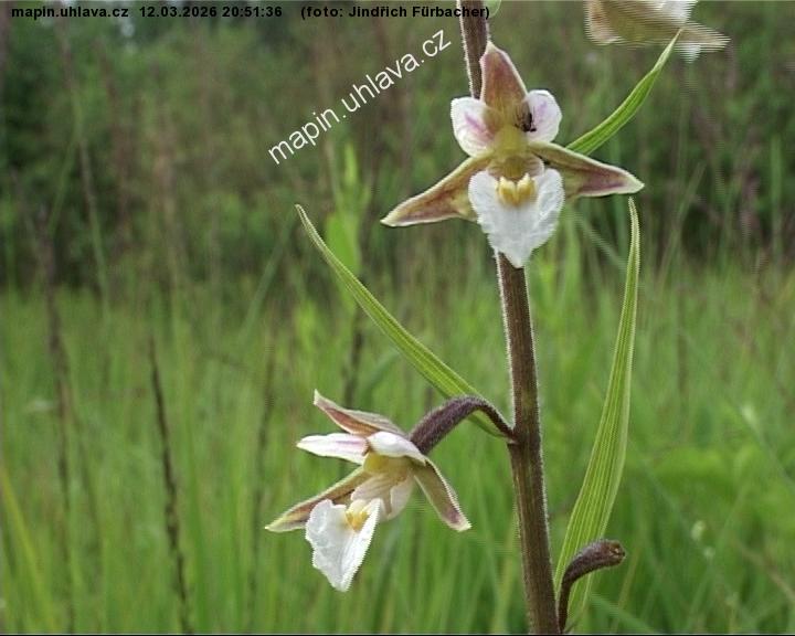 Jind�ich F�rbacher